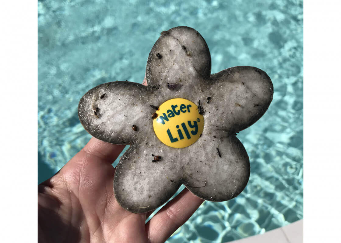 Water Lily ®